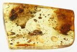 Detailed Fossil Long-Legged Fly (Dolichopodidae) in Baltic Amber #352904-1